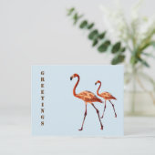 Carte postale Flamants roses roses (Debout devant)