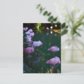 Carte postale Flamants roses roses (Debout devant)