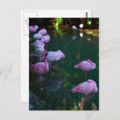 Carte postale Flamants roses roses (Devant / Derrière)