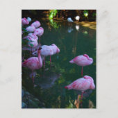 Carte postale Flamants roses roses (Devant)