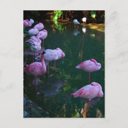 Carte postale Flamants roses roses (Devant)