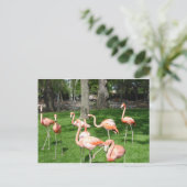 Carte Postale Flamants roses roses (Debout devant)