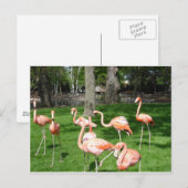 Carte Postale Flamants roses roses (Devant / Derrière)