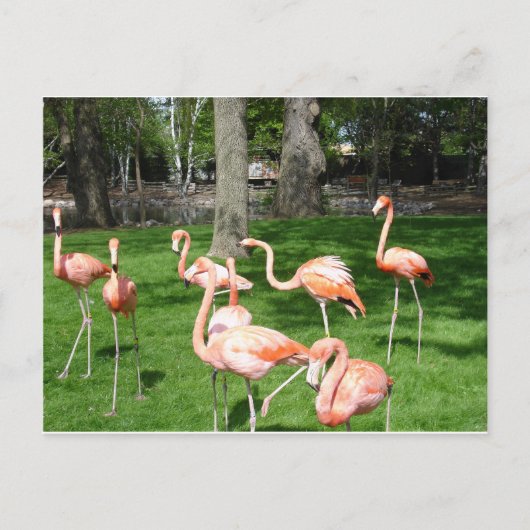 Carte Postale Flamants roses roses (Devant)