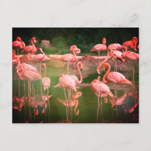 Carte Postale Flamants roses roses