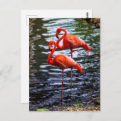 Carte Postale Flamants roses roses dans l'eau (Devant / Derrière)
