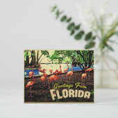 Carte Postale Flamants roses roses de Floride (Debout devant)