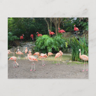 Carte Postale Flamants roses rouges et Flamants roses roses