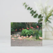 Carte Postale Flamants roses rouges et Flamants roses roses (Debout devant)