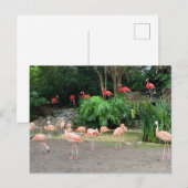 Carte Postale Flamants roses rouges et Flamants roses roses (Devant / Derrière)