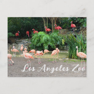 Carte Postale Flamants roses rouges et Flamants roses roses au z