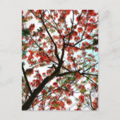 Carte Postale Flamboyant Royal Poinciana Flamboyant (Devant)
