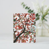 Carte Postale Flamboyant Royal Poinciana Flamboyant (Debout devant)