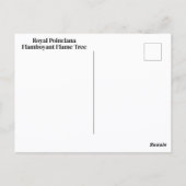 Carte Postale Flamboyant Royal Poinciana Flamboyant (Dos)