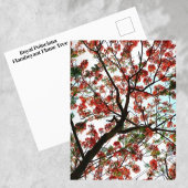 Carte Postale Flamboyant Royal Poinciana Flamboyant