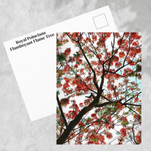 Carte Postale Flamboyant Royal Poinciana Flame Tree Photographiq