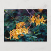 Carte postale Flame Azalea (Devant)