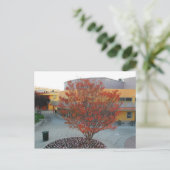 Carte Postale FlameTree Yerba Buena (Debout devant)