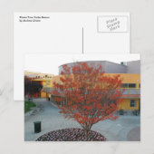 Carte Postale FlameTree Yerba Buena (Devant / Derrière)