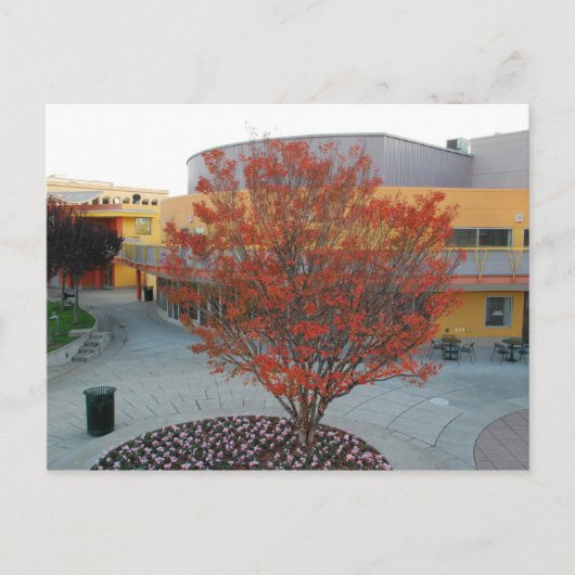 Carte Postale FlameTree Yerba Buena (Devant)