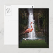 Carte Postale Flamingo (Devant / Derrière)