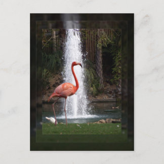 Carte Postale Flamingo