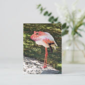 Carte postale Flamingtoad (Debout devant)