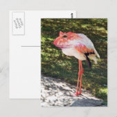 Carte postale Flamingtoad (Devant / Derrière)
