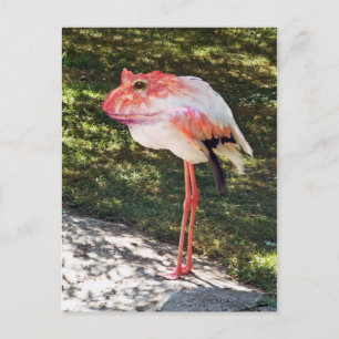 Carte postale Flamingtoad