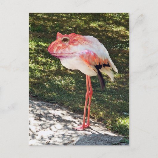 Carte postale Flamingtoad (Devant)