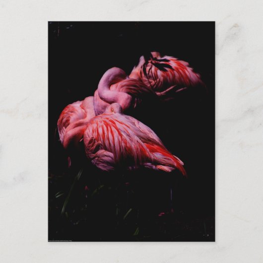 Carte Postale Flammes dans l'obscurité (Devant)