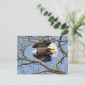 Carte Postale Flash Bald Eagle (Debout devant)