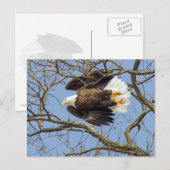 Carte Postale Flash Bald Eagle (Devant / Derrière)