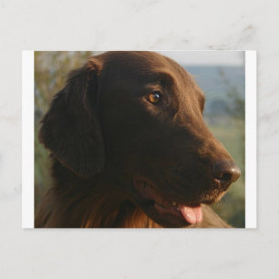 Carte Postale Flat_enduit_retriever fermer.png