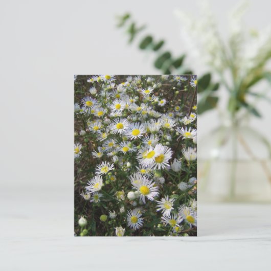 Carte postale Fleabane Daisy (Debout devant)