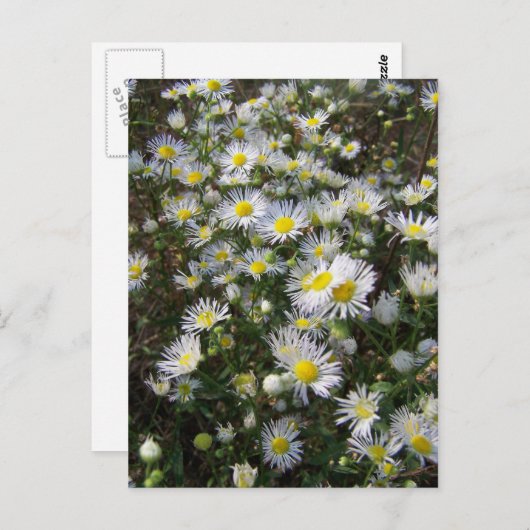 Carte postale Fleabane Daisy (Devant / Derrière)