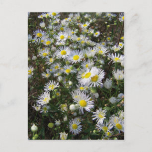 Carte postale Fleabane Daisy