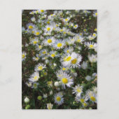 Carte postale Fleabane Daisy (Devant)