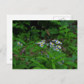 Carte postale Fleabane Flower (Devant / Derrière)