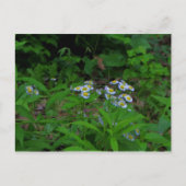 Carte postale Fleabane Flower (Devant)