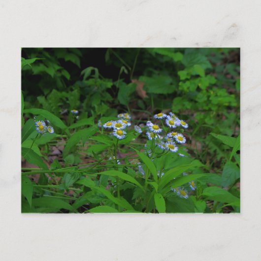 Carte postale Fleabane Flower (Devant)