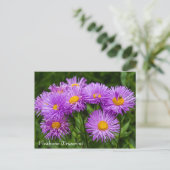 Carte postale Fleabane violet (Erigeron) (Debout devant)