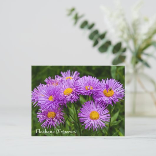 Carte postale Fleabane violet (Erigeron) (Debout devant)
