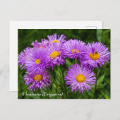Carte postale Fleabane violet (Erigeron) (Devant / Derrière)
