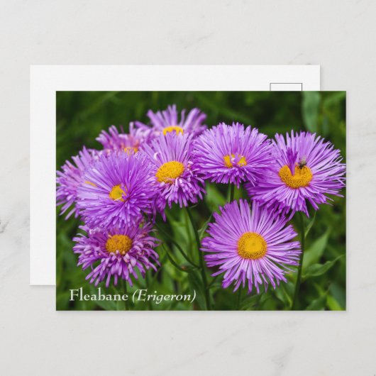Carte postale Fleabane violet (Erigeron) (Devant / Derrière)