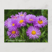 Carte postale Fleabane violet (Erigeron) (Devant)
