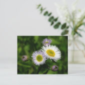 Carte Postale Fleabane White Daisers Fleur (Debout devant)
