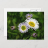 Carte Postale Fleabane White Daisers Fleur (Devant / Derrière)