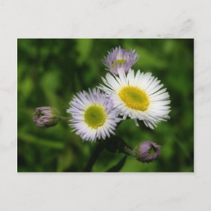 Carte Postale Fleabane White Daisers Fleur