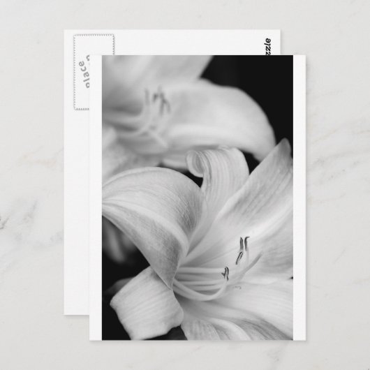 Carte Postale Fleur (Devant / Derrière)